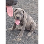 Cuccioli cane Corso - Foto n. 5