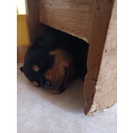 Cuccioli di Rottweiler - Foto n. 3