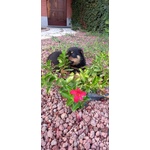 Cuccioli di Rottweiler - Foto n. 5