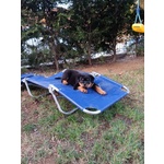 Cuccioli di Rottweiler - Foto n. 6