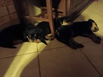 Cuccioli di Rottweiler - Foto n. 7