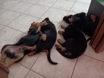 Cuccioli di Rottweiler - Foto n. 8