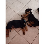 Cuccioli di Rottweiler - Foto n. 9