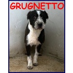 Grugnetto Cucciolotto Rinchiuso in un box ha Tanto Bisogno di Amore - Foto n. 1