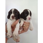 🐶 Springer Spaniel femmina di 9 mesi in vendita a Este (PD) e in tutta Italia da privato