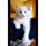 Cucciola Ragdoll Disponibile - Pedigree Ministeriale Anfi