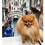 Simba Bellissimo Pomerania Dispobibile per Monta