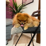 Simba Bellissimo Pomerania Dispobibile per Monta - Foto n. 2