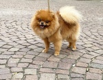 Simba Bellissimo Pomerania Dispobibile per Monta - Foto n. 4