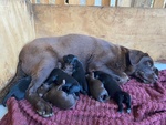 Cuccioli di Labrador Retriever