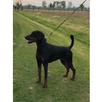 Dobermann Cuccioli Pedigree