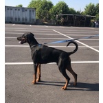 Dobermann Cuccioli Pedigree - Foto n. 2