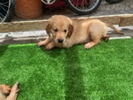 Cucciolo Golden Retriever Linea Inglese - Foto n. 2