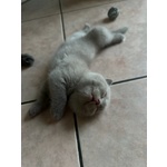 Scottish fold lilac maschio