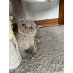 Scottish fold Lilac Maschio - Foto n. 3