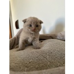 Scottish fold Lilac Maschio - Foto n. 4