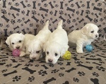 Cuccioli di Maltese - Foto n. 2