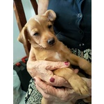 Cucciolo di Pinscher di Circa 2 mesi e Mezzo Cerca casa Amorevole - Foto n. 2