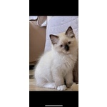 Cucciolo di Ragdoll con pedigree Anfi