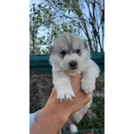 Vendo Cuccioli di Husky