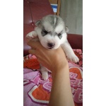 Vendo Cuccioli di Husky - Foto n. 7