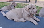 Cuccioli shar Pei