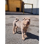 Cuccioli shar Pei - Foto n. 3