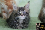 Cuccioli Maine coon di alta Genealogia con Pedigree - Foto n. 3