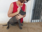 🐶 Cane Corso maschio di 3 mesi in vendita a Roma (RM) e in tutta Italia da privato