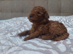 🐶 Barboncino maschio di 6 settimane (cucciolo) in vendita a Roma (RM) e in tutta Italia da privato