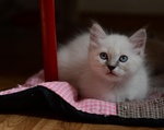 Micini Ragdoll - Foto n. 5