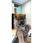 Allevamento Amatoriale Riconosciuto enci di Cuccioli di Shiba Inu - Foto n. 1