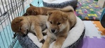 Allevamento Amatoriale Riconosciuto enci di Cuccioli di Shiba Inu - Foto n. 2