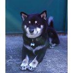 Maschio Shiba inu Black and Tan