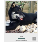 Maschio Shiba inu Black and Tan - Foto n. 2