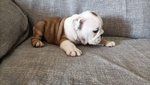 🐶 Bulldog Inglese di 8 settimane (cucciolo) in vendita a San Damiano d'Asti (AT) da allevamento