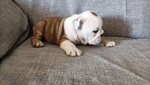 Bulldog Inglese Cuccioli