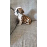 Bulldog Inglese Cuccioli - Foto n. 4