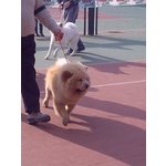 Ronnie Splendido Maschio di chow chow Cerca Fidanzata - Foto n. 3