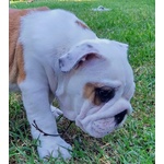 🐶 Bulldog Inglese maschio di 8 mesi in vendita a Fiesso d'Artico (VE) e in tutta Italia da privato