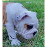 🐶 Bulldog Inglese maschio di 11 mesi in vendita a Fiesso d'Artico (VE) e in tutta Italia da privato