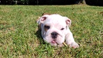 Disponibile Cucciolo di Bulldog Inglese - Foto n. 2