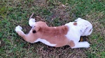 Disponibile Cucciolo di Bulldog Inglese - Foto n. 5