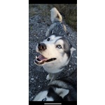 Accoppiamento Siberian Husky Maschio con Pedigree