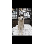 Accoppiamento Siberian Husky Maschio con Pedigree - Foto n. 2
