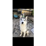 Accoppiamento Siberian Husky Maschio con Pedigree - Foto n. 3