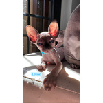 Cuccioli Sphynx - Foto n. 2