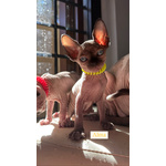 Cuccioli Sphynx - Foto n. 3