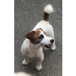 Jack Russell Maschio Pedigree Enci