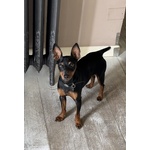 Pinscher nano nero focato